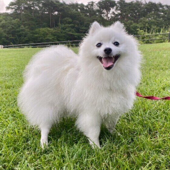 日本スピッツのまよちゃん