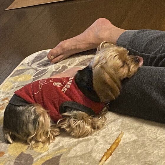 足元で眠るヨークシャー・テリアの美空ちゃん