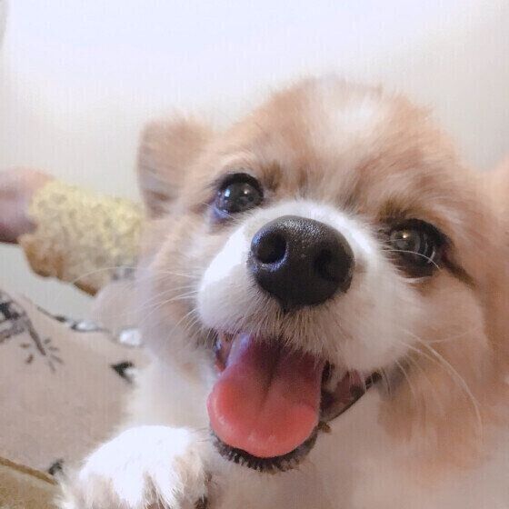 パピヨンの空くん