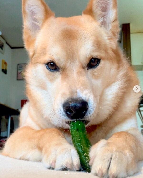 きゅうりを食べる福くん