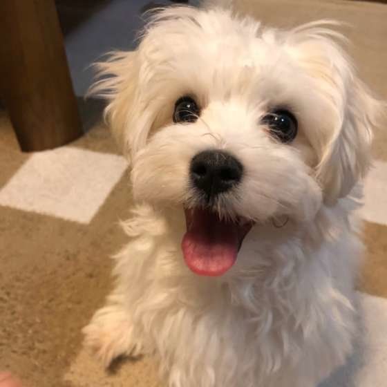 マルチーズ・BABBIくん・笑顔