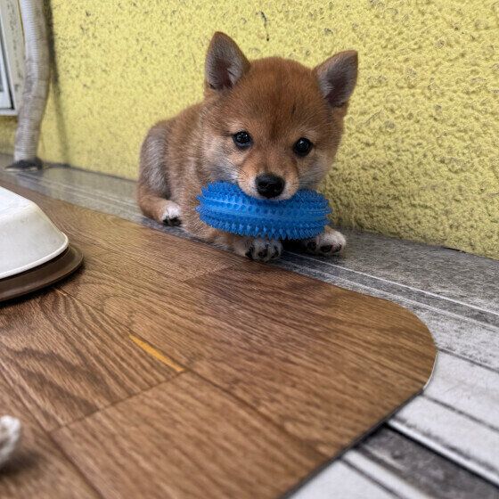 おもちゃで遊ぶ柴犬 いぬのきもち