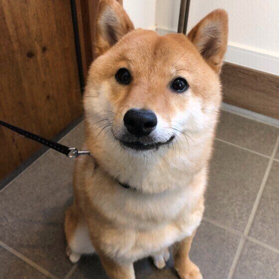 玄関でおすわりする柴