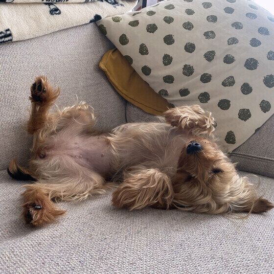 寝転がるヨークシャー・テリアの蓮季ちゃん