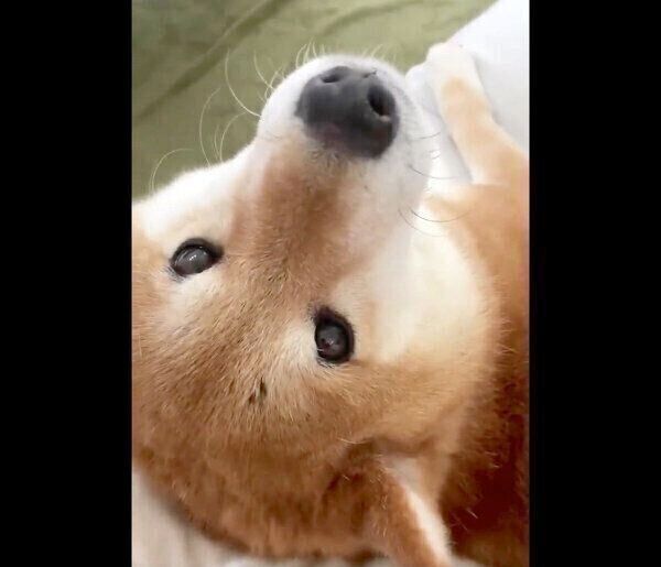 撫でてアピールが可愛いぽてとくん