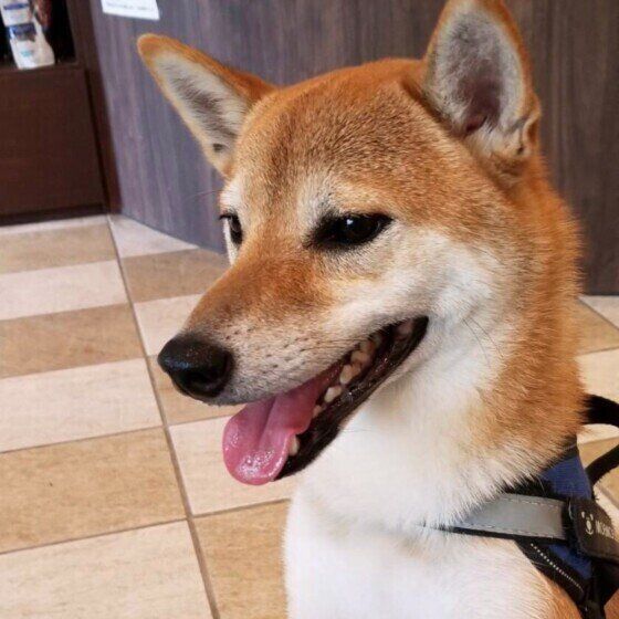 動物病院で、笑顔のシンバくん。