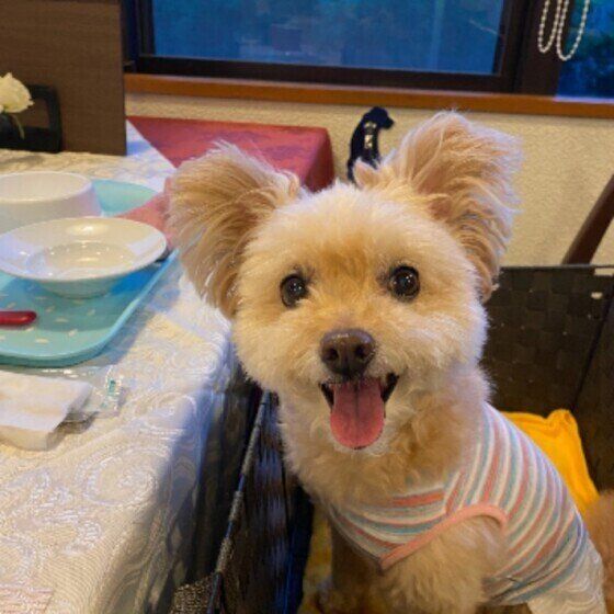 ごちそうさまの笑顔になる犬（MIX、メス）