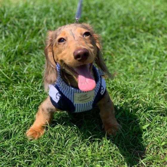 お散歩をするミニチュア・ダックスフンド