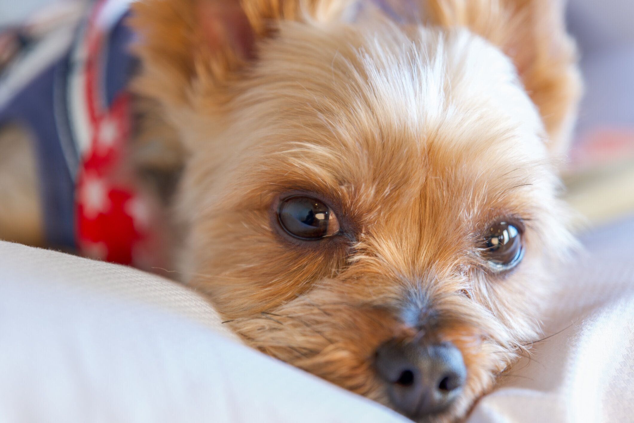 季節の変わり目は要注意 犬の免疫力を低下させないための習慣とは いぬのきもちweb Magazine