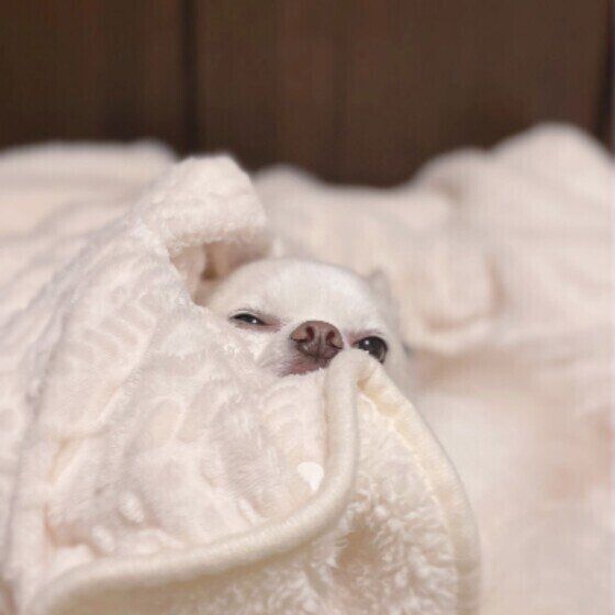 毛布にくるまるチワワ