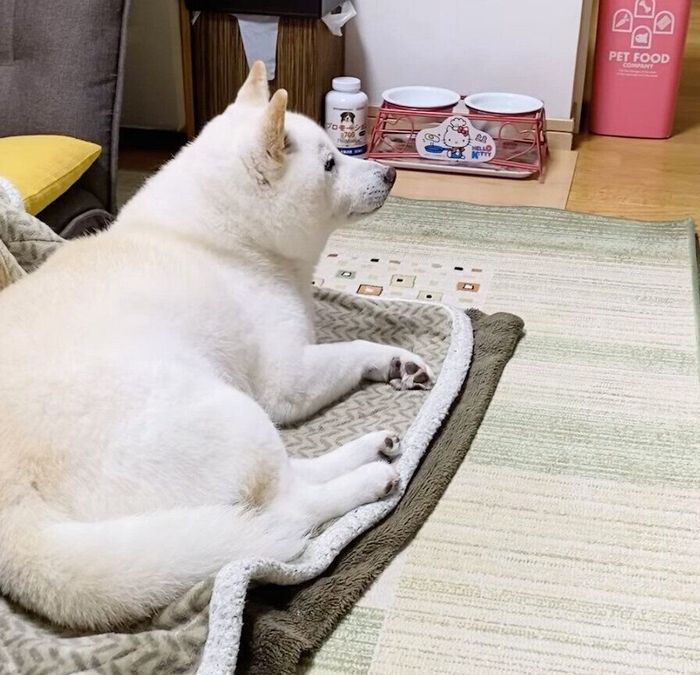 まったりするきなこちゃん
