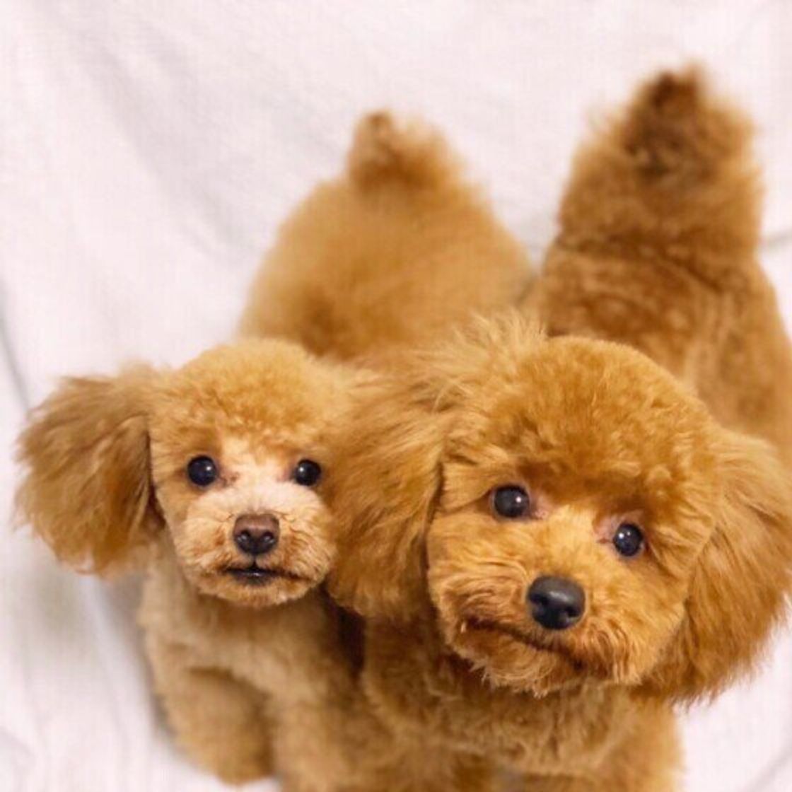 動画解説も 犬の耳掃除 コツと適切な頻度 便利なグッズも いぬのきもちweb Magazine 動画解説も 犬の耳掃除 コツと適切な頻度 便利なグッズも いぬのきもちweb Magazine