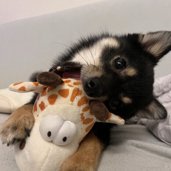 おもちゃを噛む小型Mix犬