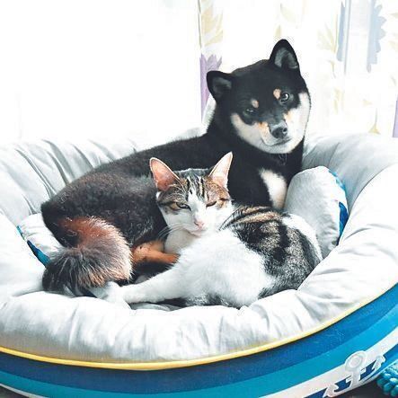 こちらはあんこちゃんとかりんちゃん。「茶色同士、黒同士でくっついていることが多い」そう