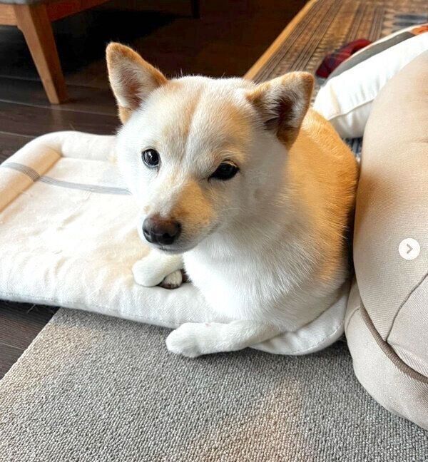 くつろぐ柚子ちゃん