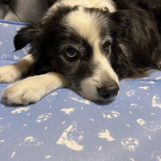 ボーダー・コリーのジャック♡くん