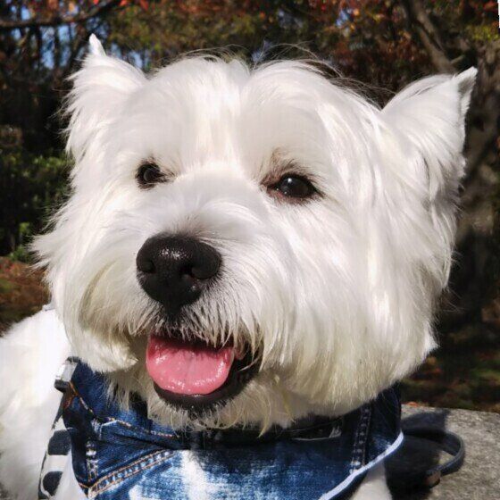 犬に多いリンパ腫とはどんな病気？ 症状と早期発見のポイントとは いぬのきもち