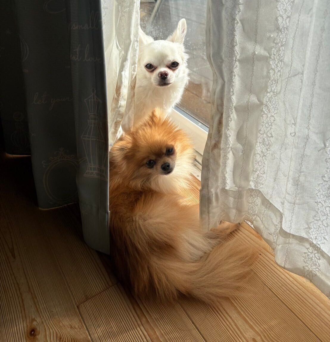 日向ぼっこをしている様子のチワワとポメラニアン