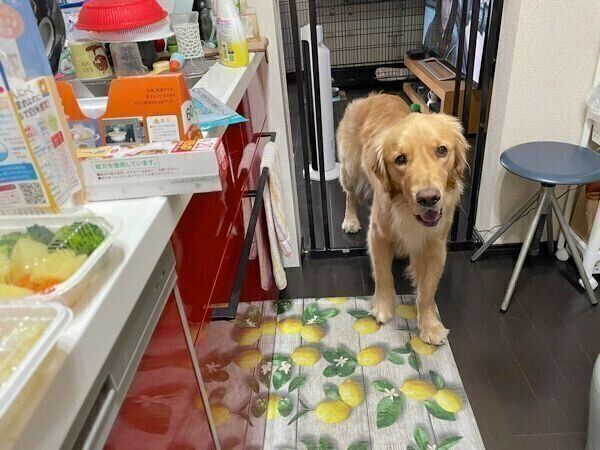 キッチンに侵入するセナくん