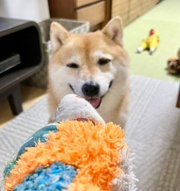飼い主さんに「投げて」とアピールするこじろうくん