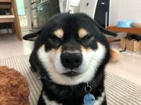 トクちゃん/柴犬