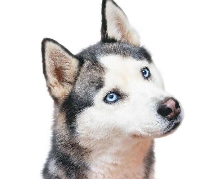 見上げる犬