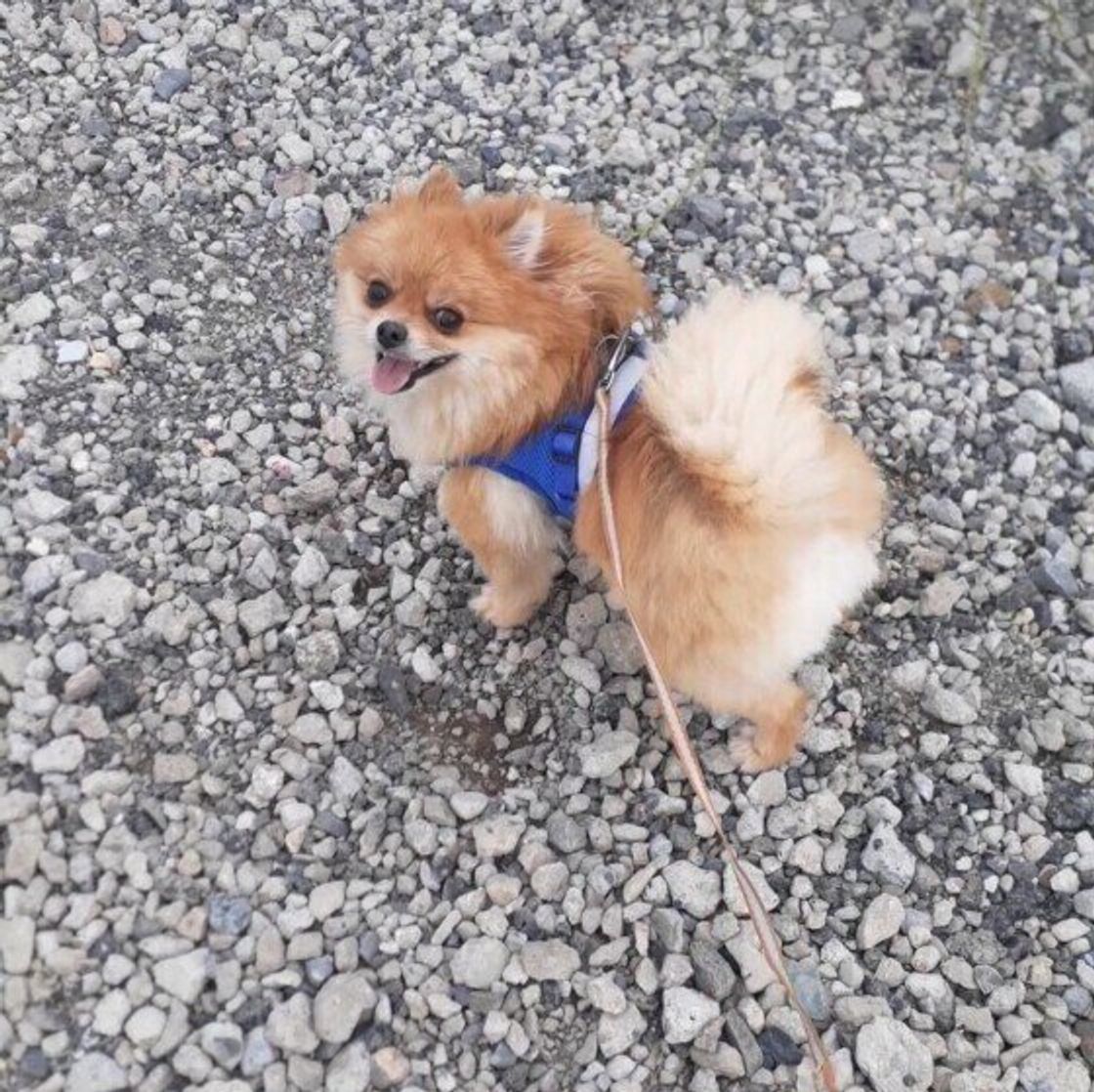 獣医師監修 犬の咳の3つの原因 対応や危険な咳の見極め方 いぬのきもちweb Magazine 獣医師監修 犬の咳の3つの原因 対応や危険な咳の見極め方 いぬのきもちweb Magazine