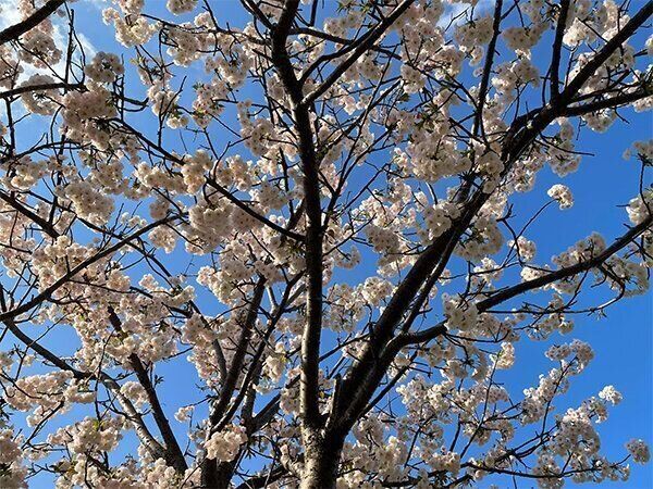 散歩のときに見つけた桜の木