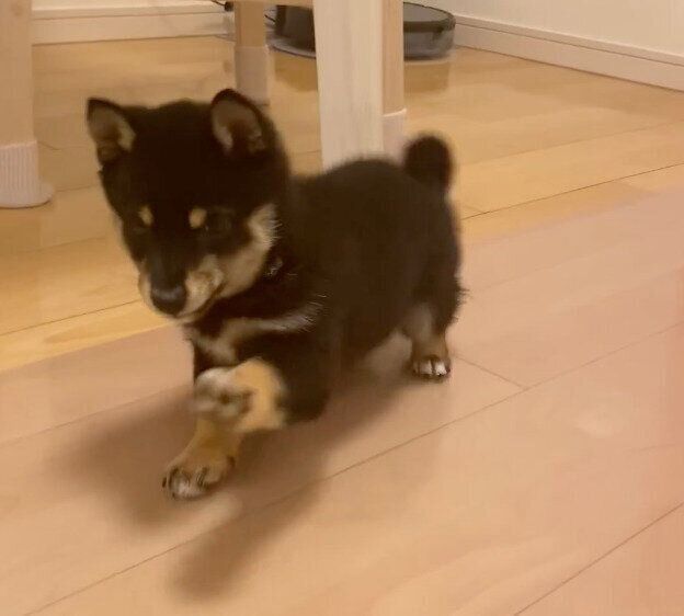 フセをしようとするごまちゃん