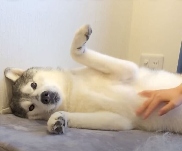 なでられるシベリアン・ハスキー