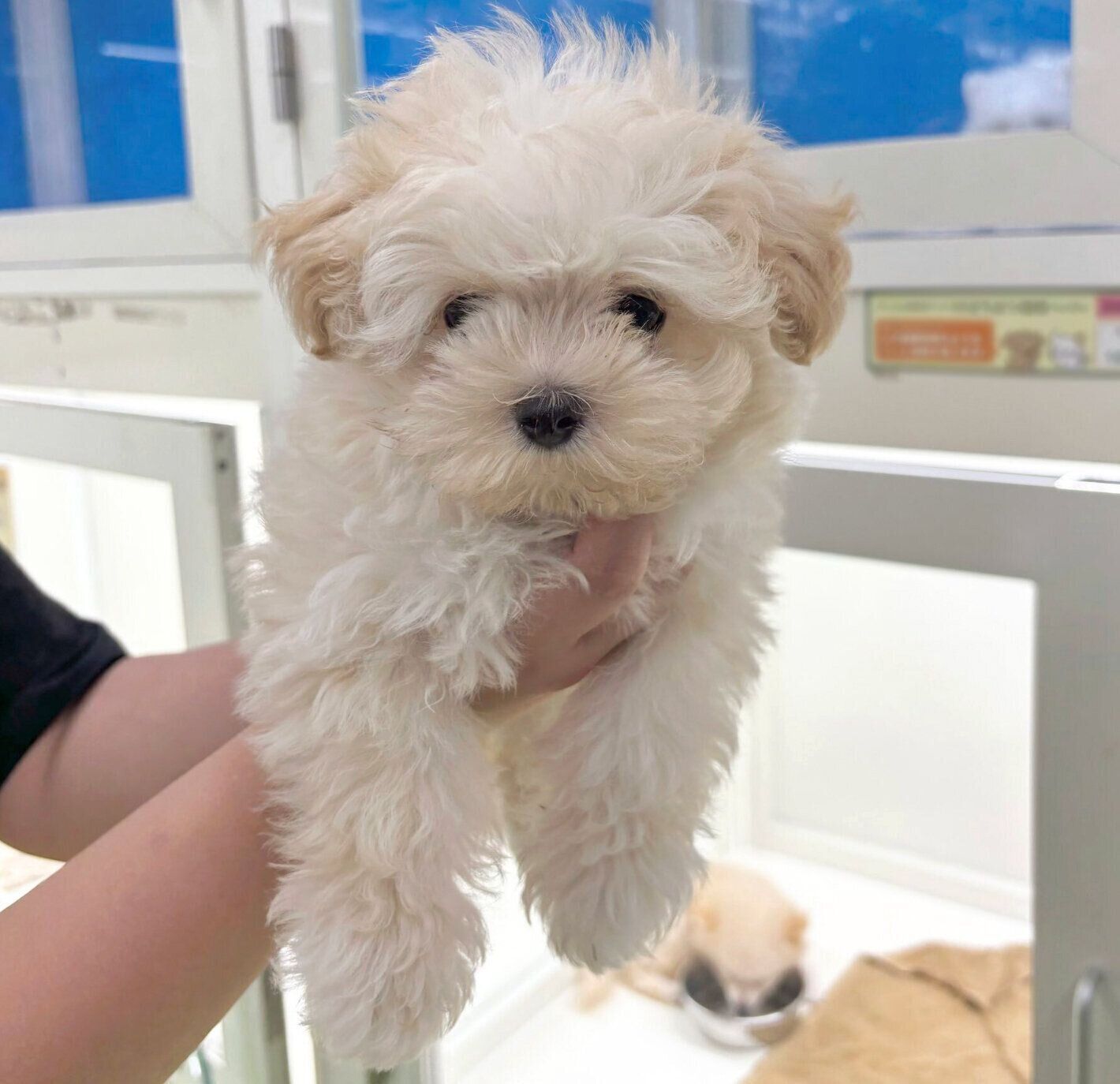 お迎え当時のぽてとくん。