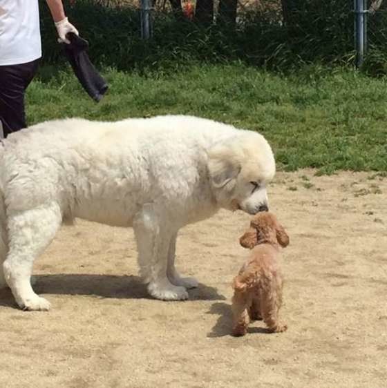 大型犬と小型犬