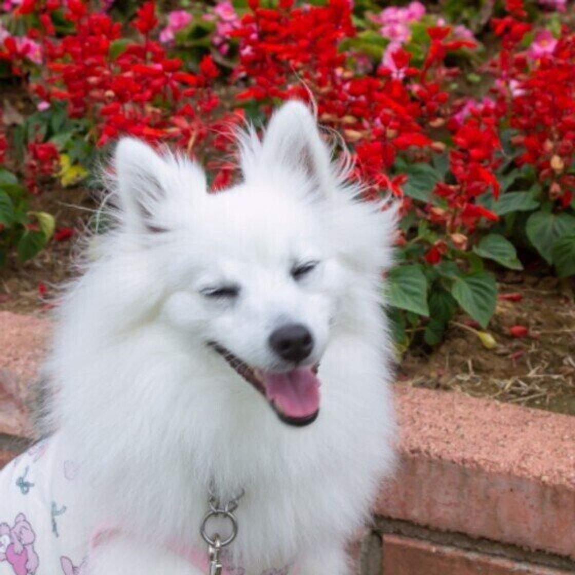 犬のノミ 見つけ方と駆除 予防法 いぬのきもちweb Magazine 犬のノミ 見つけ方と駆除 予防法 いぬのきもちweb Magazine
