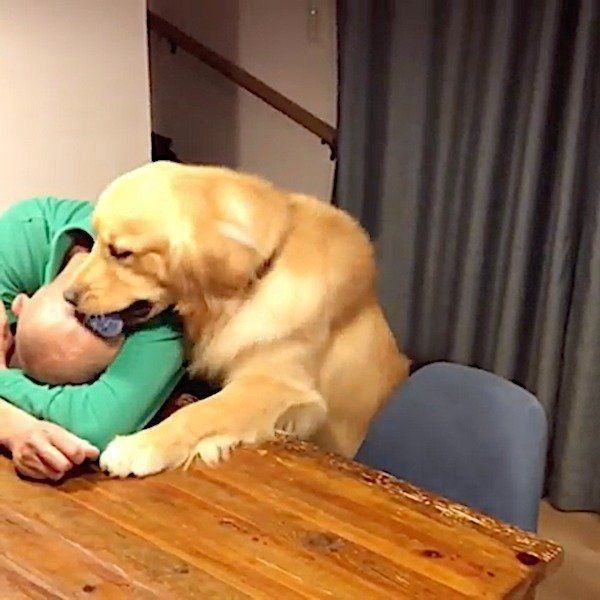 おとーさんを起こしたいゴールデン・レトリーバー