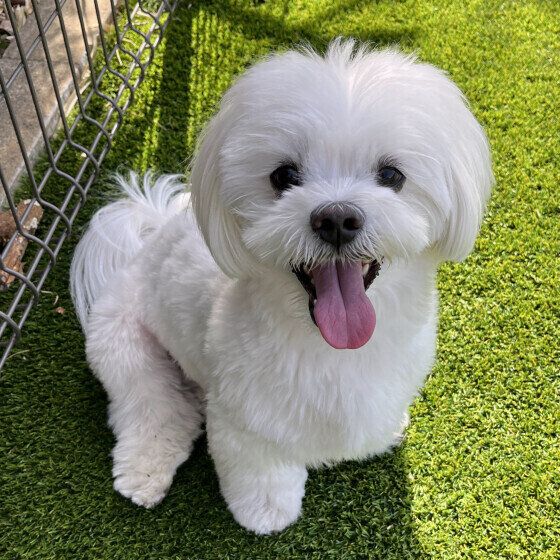 わがままな犬ってどんな犬？ 愛犬をわがままにさせない接し方とは？ いぬのきもち