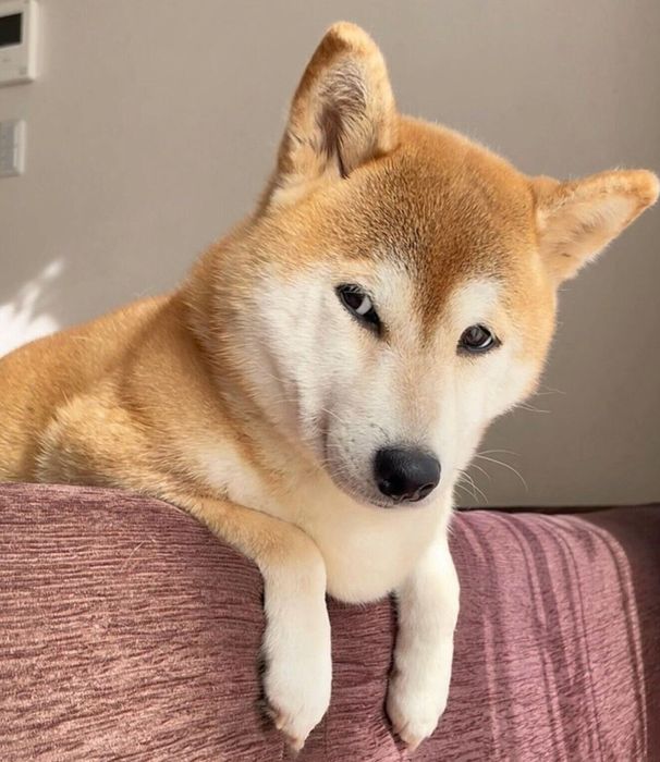 飼い主さんたちの会話を聞くももちゃん