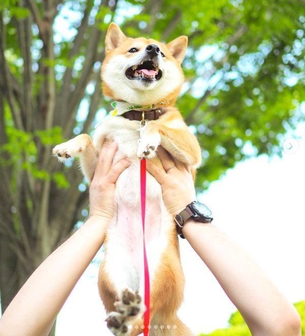 抱っこされるにこちゃん