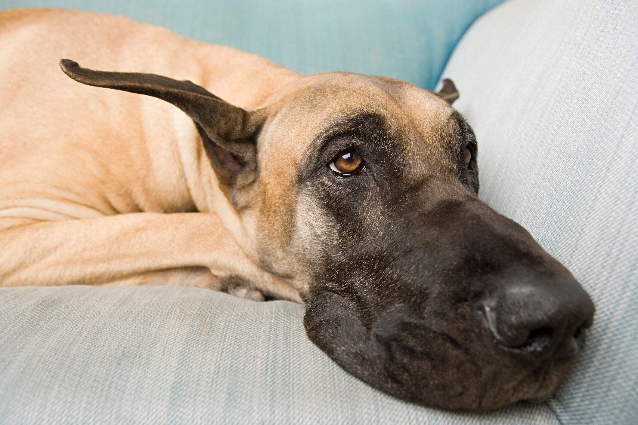 ソファでくつろぐグレート・デーン
