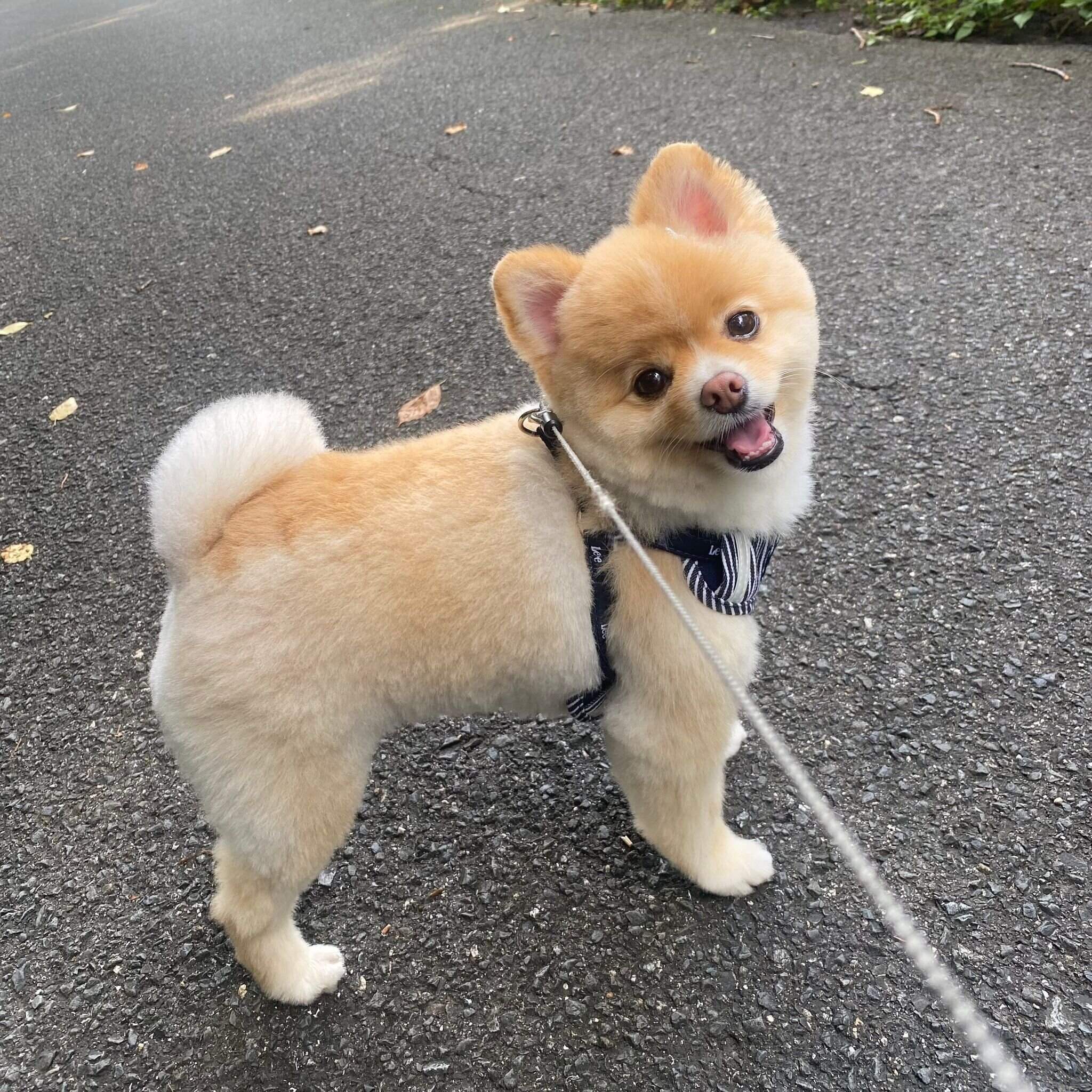 散歩を楽しむこまめくん