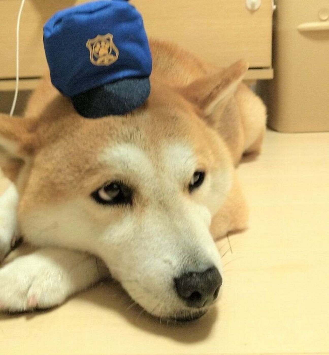 柴犬タロさんの白目が見える時はどんな時 連載 モフモフ柴とプニプニ娘 第130話 いぬのきもちweb Magazine 柴犬タロさんの白目が見える時はどんな時 連載 モフモフ柴とプニプニ娘 第130話 いぬのきもちweb Magazine