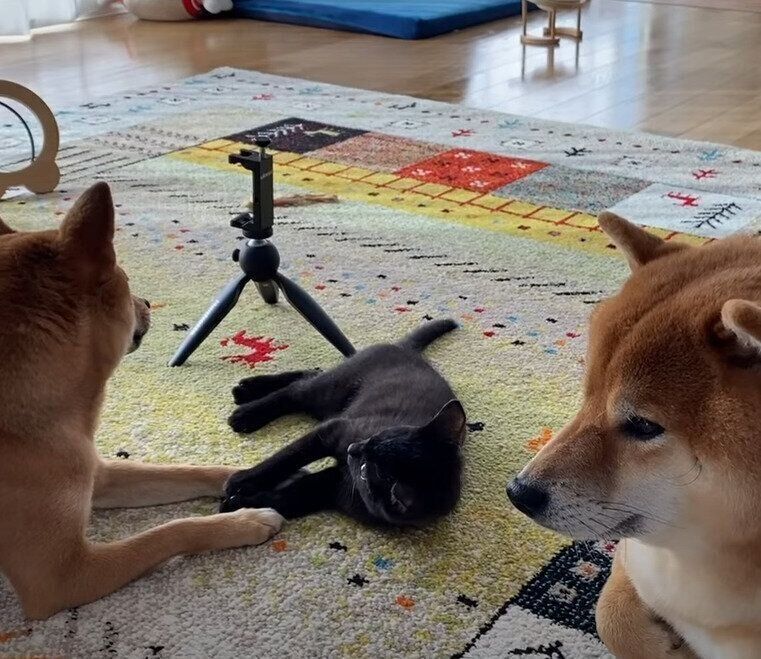 戯れる犬と子猫