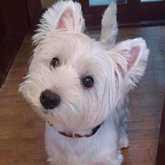 犬が飲むとNGな飲み物6選 いぬのきもち