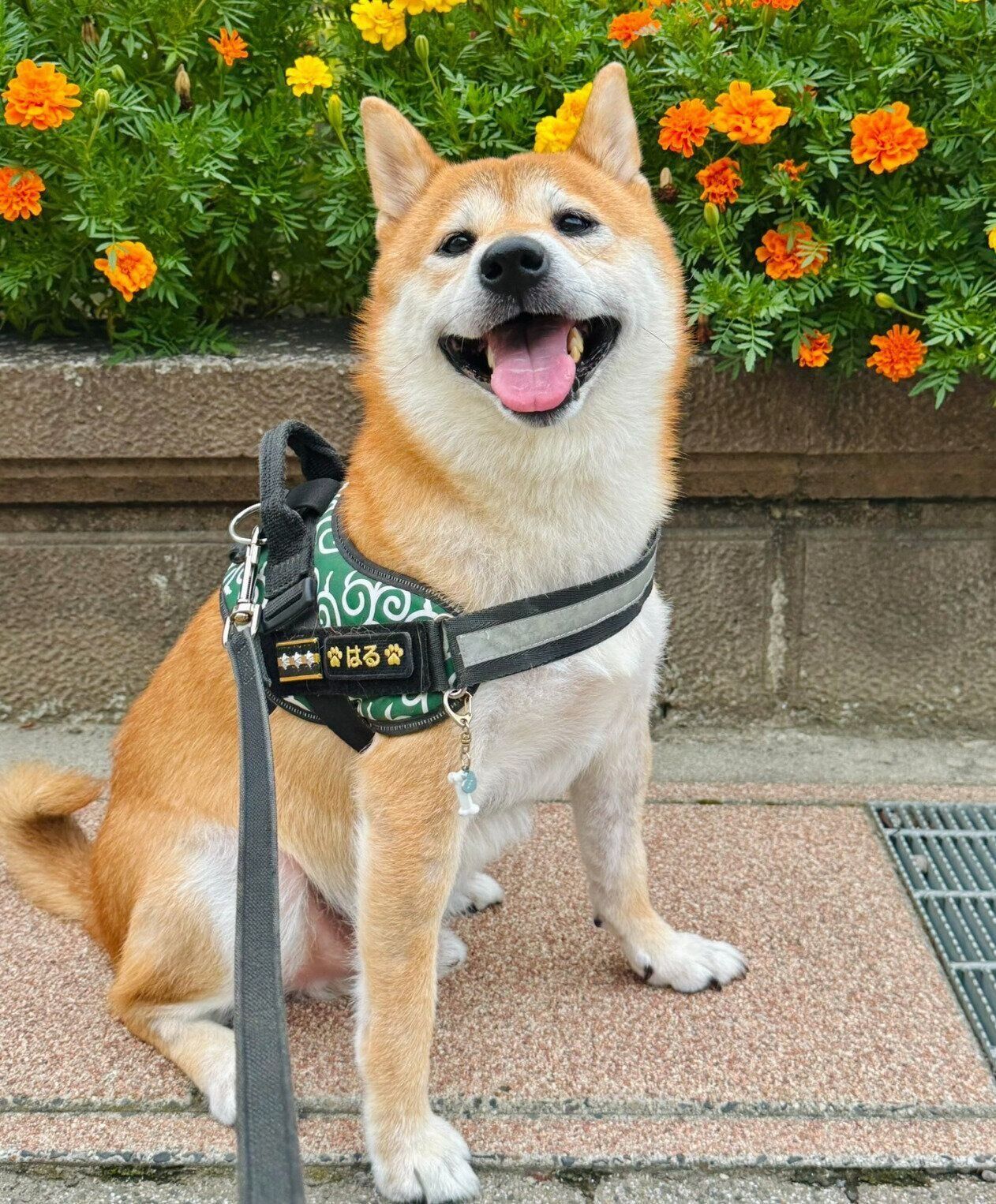 散歩を楽しむ陽くん