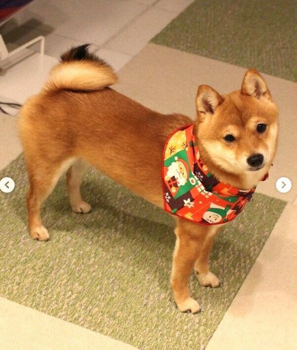 バンダナをつけるこうめちゃん
