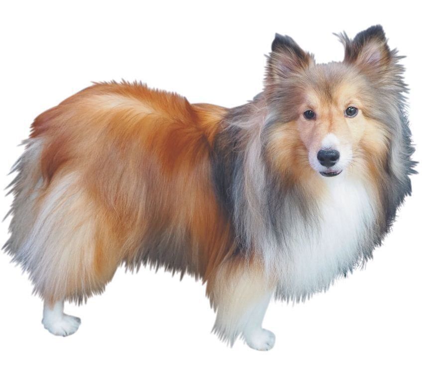 プレシニアのころの被毛