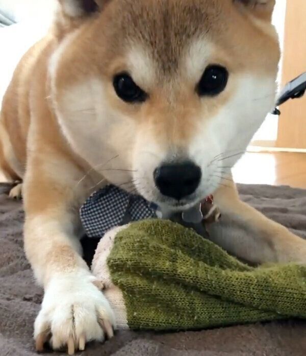 ドヤ顔をするラテくん
