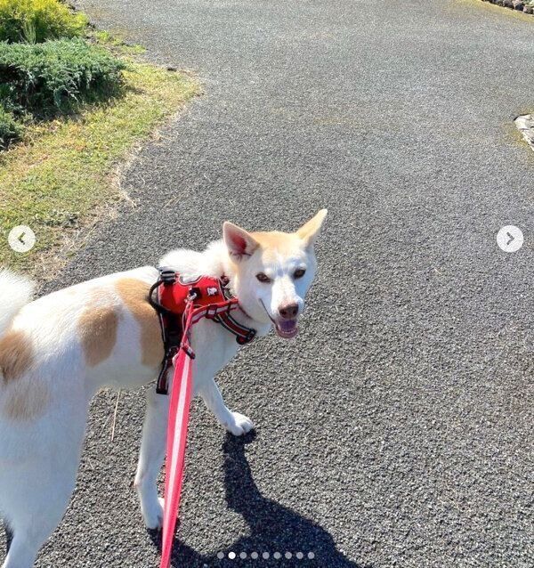 お出かけを楽しむタクローくん