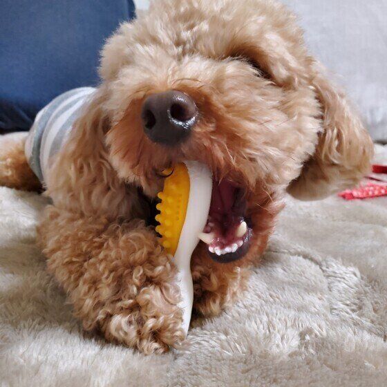 おもちゃを噛むトイ・プードル