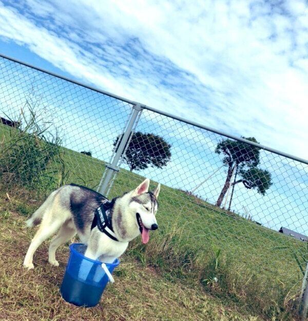 バケツの中に足を入れるサファイアくん