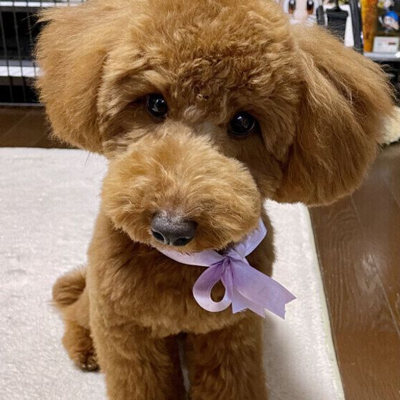 トイ・プードルのレオくん